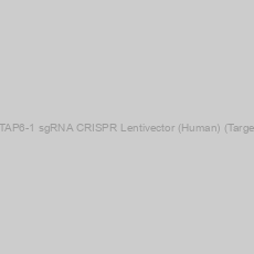 Image of KRTAP6-1 sgRNA CRISPR Lentivector (Human) (Target 1)